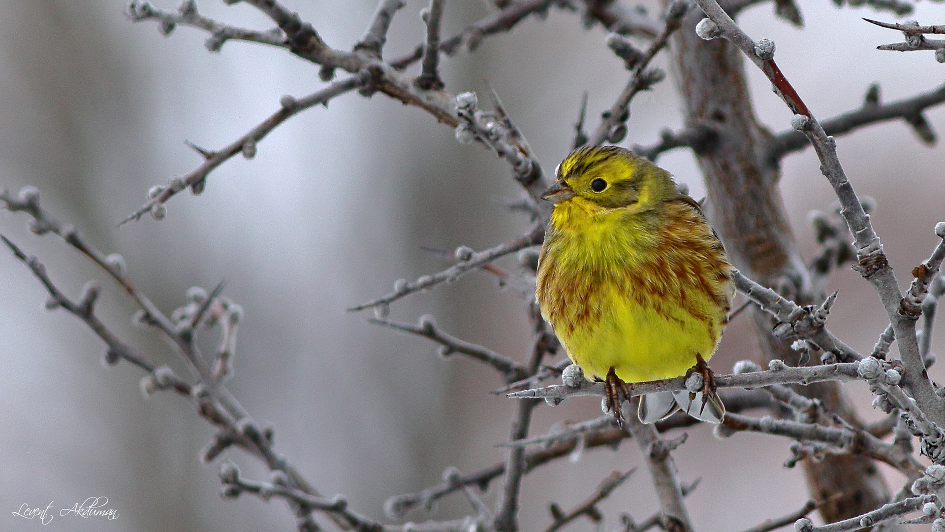 Yellowhammer